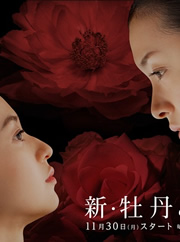 观看日韩剧新牡丹与蔷薇